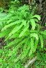 Western Maidenhair Fern - Photo (c) Ed Alverson, some rights reserved (CC BY), uploaded by Ed Alverson