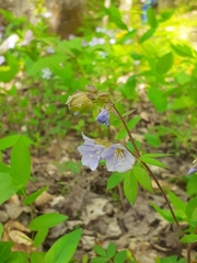 Polemonium reptans reptans