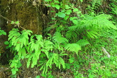 Adiantum aleuticum aleuticum