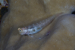 Ecsenius yaeyamaensis