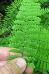 Adiantum aleuticum aleuticum
