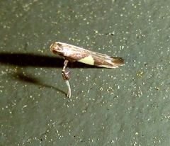 Caloptilia bimaculatella