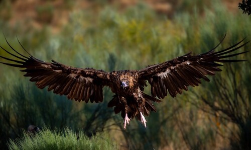 Cinereous Vulture