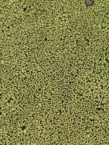 Rhizocarpon lecanorinum observed 2026-08-21