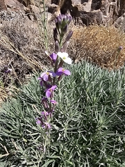 Erysimum scoparium