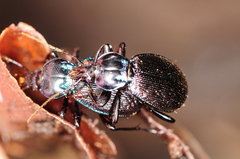 Sphaeroderus stenostomus