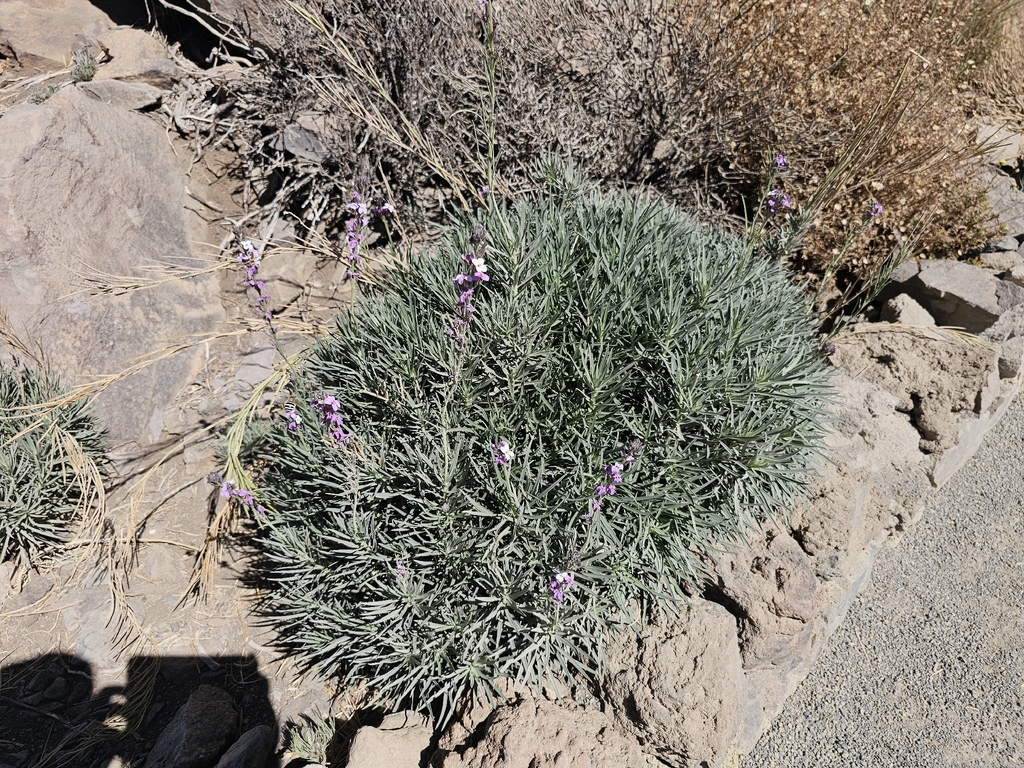 Erysimum scoparium; photograph (c) Elizabete Marchante, some rights reserved (CC BY)