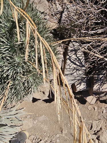 Erysimum scoparium, photograph 3