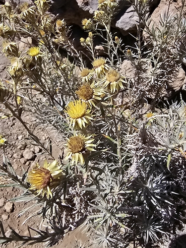 Carlina xeranthemoides, photograph 1
