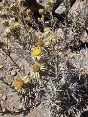 Carlina xeranthemoides