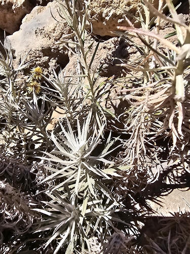 Carlina xeranthemoides, photograph 2