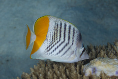 Chaetodon mertensii
