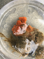 Clathria prolifera