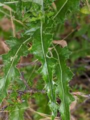 Cirsium occidentale occidentale