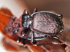 Sphaeroderus stenostomus
