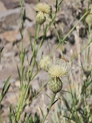 Cheirolophus teydis
