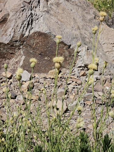 Cheirolophus teydis, photograph 2