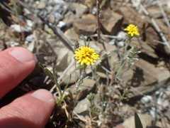 Lessingia tenuis
