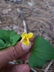 Viola lobata integrifolia