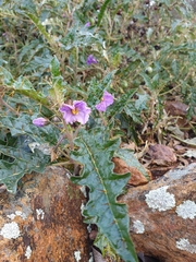 Solanum cinereum