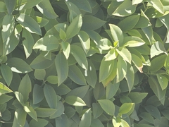 Rhamnus integrifolia