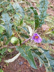 Solanum cinereum