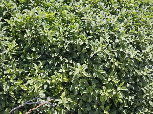 Rhamnus integrifolia, photograph 1