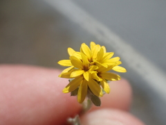 Lessingia tenuis