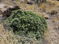 Rhamnus integrifolia, photograph (c) Elizabete Marchante, some rights reserved (CC BY)