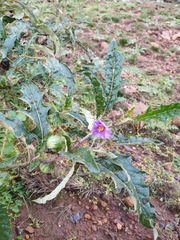 Solanum cinereum