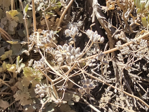Pimpinella cumbrae