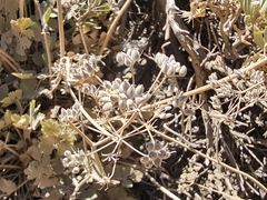 Pimpinella cumbrae
