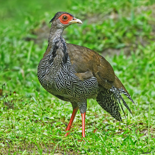 Silver Pheasant