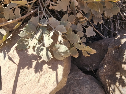 Pimpinella cumbrae, photograph 1