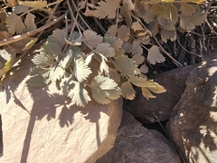 Pimpinella cumbrae, photograph (c) Elizabete Marchante, some rights reserved (CC BY)
