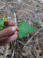 Viola lobata integrifolia