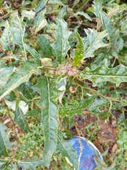 Solanum cinereum