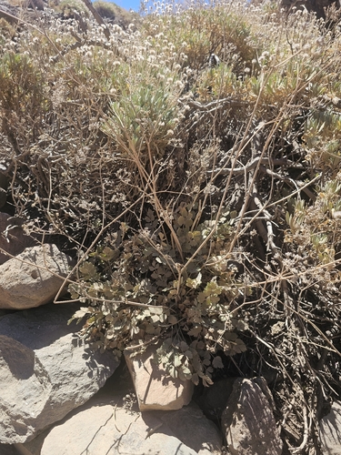 Pimpinella cumbrae, photograph 2