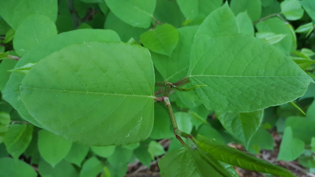 Japanese Knotweed (Noxious Weeds of Colorado) · iNaturalist