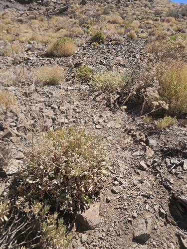 Pimpinella cumbrae, photograph 3