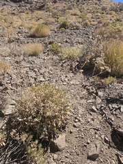 Pimpinella cumbrae, photograph (c) Elizabete Marchante, some rights reserved (CC BY)