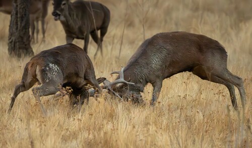 Red Deer