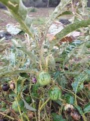 Solanum cinereum