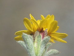 Lessingia tenuis