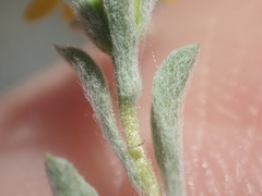 Lessingia tenuis