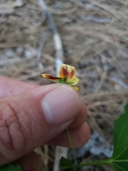 Viola lobata integrifolia