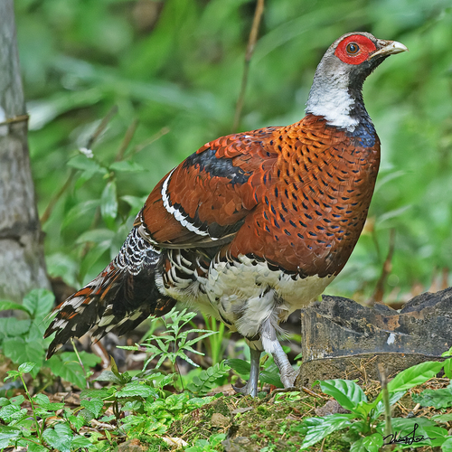 Elliot's Pheasant