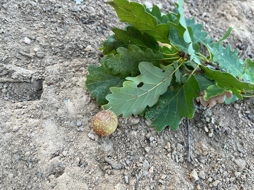Cherry Gall Wasp