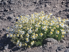 Argyranthemum tenerifae