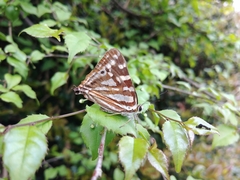 Dodona formosana